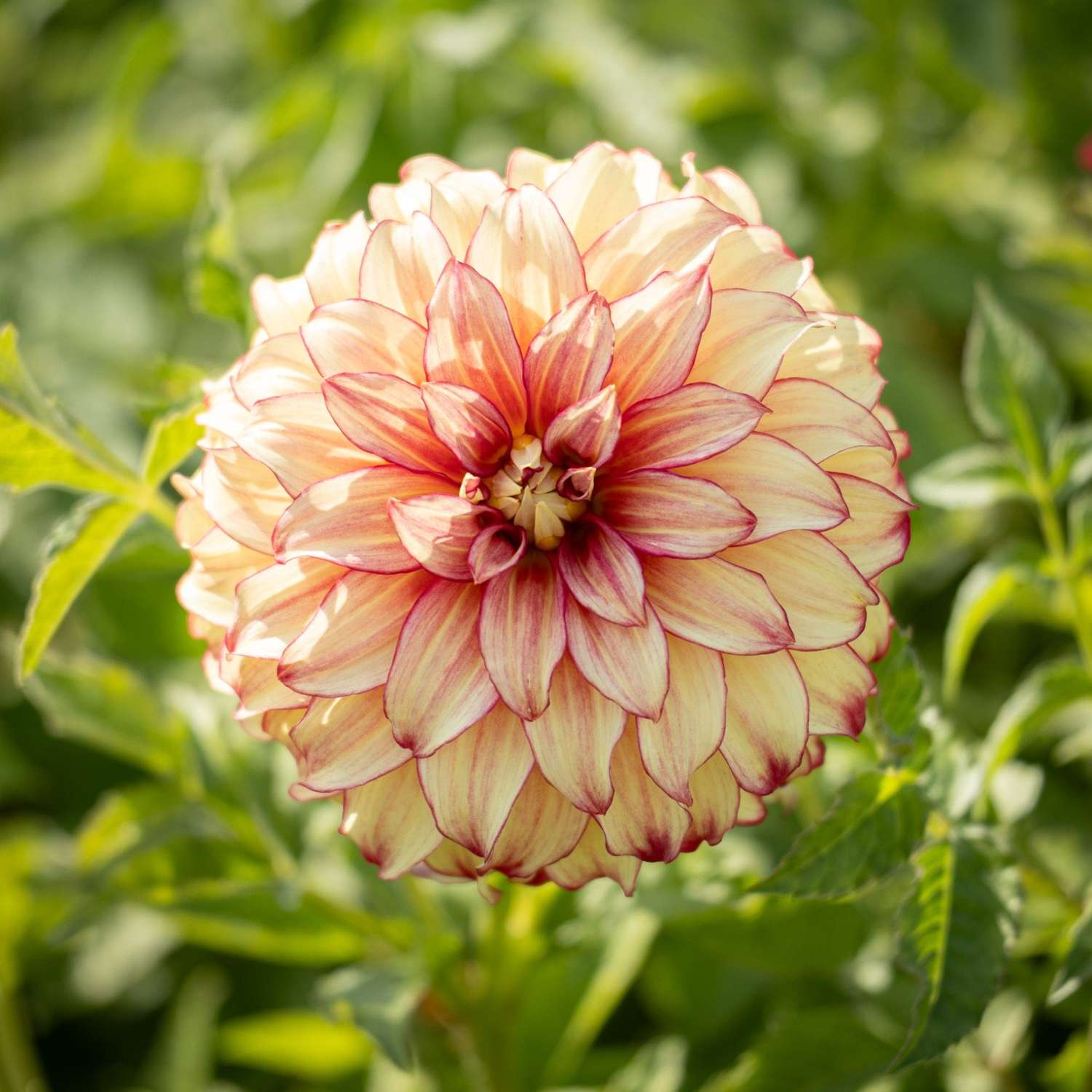 Daalia 'Lady Darlene'